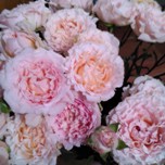 Wedding Rosever Roses ramifiées d'Equateur Ethiflora